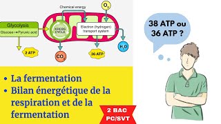 Le bilan énergétique de la respiration et de la fermentation 2BAC PCSVT [upl. by Jala142]