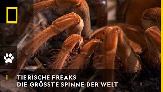 TIERISCHE FREAKS  Die größte Spinne der Welt  National Geographic [upl. by Anyak]