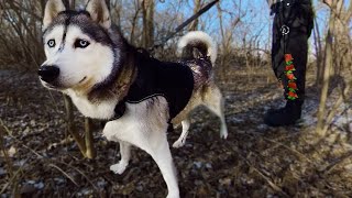 KQP Tactical Dog Harness  Review [upl. by Ahsal399]