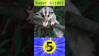 A Glimpse Inside the Sugar Glider Pouch [upl. by Akiehsat]