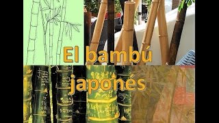 El bambú japonés [upl. by Llertnov]