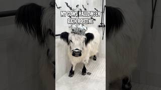 My Cows Halloween Bath Routine 👻 [upl. by Roeser]