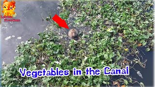 The monkey went down to find vegetables in the canal [upl. by Thurman]