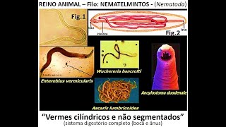 Os Nematelmintos  Vermes cilíndricos e lisos [upl. by Whall]