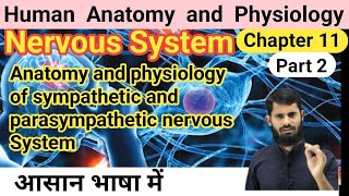 Anatomy and physiology of sympathetic and parasympathetic nervous System  hap chapter 11 part 2 [upl. by Oynotna436]