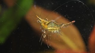 Caridina gracilirostris reproduction in aquarium [upl. by Tavie331]