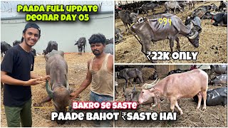 Deonar Bakra Mandi Day 06 Paada Full Update With Price  Bakro Se Saste Paade deonar vlogs bakre [upl. by Andert898]