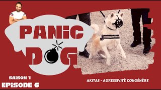 Esprit Dog  PANIC DOG  S1 EP6  AKITA INU AGRESSIF [upl. by Nahpets]