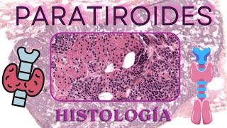 Histología de Paratiroides [upl. by Lemire]