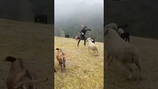 Funny goat foryou funnyanimals goat farm funny [upl. by Laenahtan]