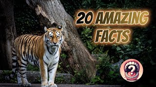 20 Amazing Tiger Facts You Probably Didn’t Know 🐅  Fascinating Facts About Tigers [upl. by Anaujal]