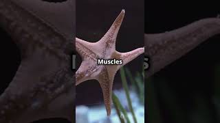 Echinodermata phylum kingdomanimalia kingdom starfish know facts class11th animalia animals [upl. by Norma291]