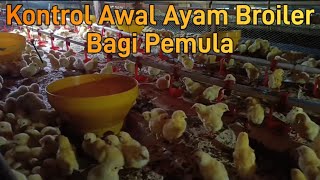 Brooding Management Ayam Broiler Bagi Pemula [upl. by Spector]