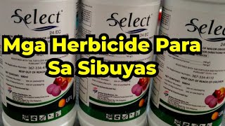 Mga Herbicide Para Sa Sibuyas [upl. by Olaf]