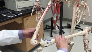 Sartorius Muscle  Origin Insertion amp Action [upl. by Ellenor]