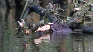 Boomschors etende Bever [upl. by Alaet]