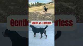 🐾 Swiss Giants FaceOff Bernese Mountain Dog vs Greater Swiss Mountain Dog 🏔️ shortvideo [upl. by Halac]