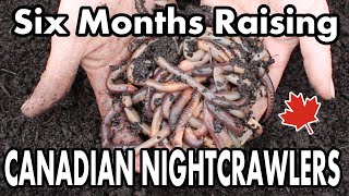 Raising Canadian Nightcrawlers At Home  6 Month Update On Our DIY Dew Worm Bait Farm [upl. by Iridis]