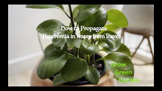 Propagating peperomia in water [upl. by Schnur190]