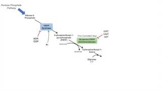 Purine Synthesis and Salvage Pathway [upl. by Allveta]