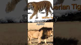 Siberian Tiger vs African Lion 1v1 viral [upl. by Prent]