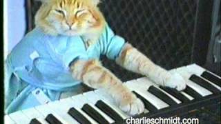 Keyboard Cat Behind The Scenes  SHOCKING NEW FOOTAGE [upl. by Ariem]