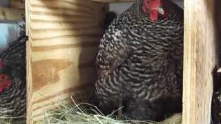 Barred Rock Chicken Laying an Egg [upl. by Procto]