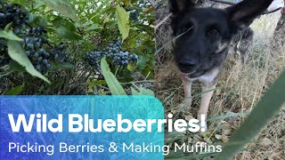 🫐 WiLD BlueBerries 🩵💙 Exploring Nevada amp Enjoying Mother Natures Bounty  Making Blueberry Muffins [upl. by Jobe367]