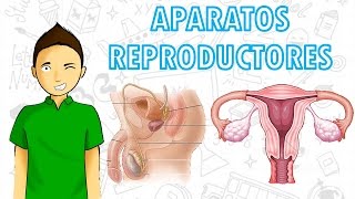 APARATOS REPRODUCTORES Para todos [upl. by Myrah]