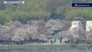 DC Cherry Blossom Cam  FOX 5 DC [upl. by Nitsirk]