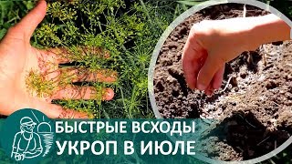 🌿 Посадка укропа в июле 🌱 Быстрые всходы выращивание зелени летом [upl. by Olracnaig759]