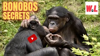 Bonobo 10 Awesome Secrets That Will Amaze You [upl. by Aralk780]