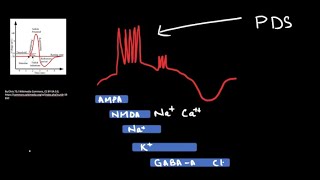 Paroxysmal Depolarization Shift  The Cellular Counterpart of An Epileptic Spike [upl. by Eetnwahs]