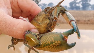 New yabby dam I hit the yabbying jackpot again [upl. by Matheson]