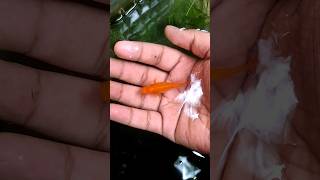 yellow beautiful mollies breeding aquariumfishfish trending video viral dialogue ytshorts [upl. by Elvin]