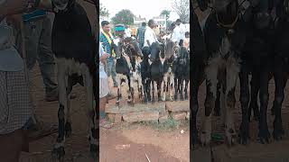 VM Sheep Farmsheepfarm animals achampet sheeps goat trendingshorts viralshort short [upl. by Elesig]