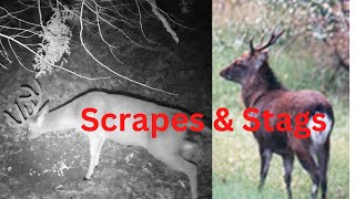 Scrape activity and Dave talks his upcoming Sika hunt [upl. by Dobrinsky]