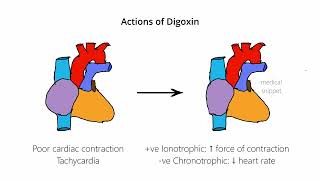 Digoxin  Mechanism of Action [upl. by Sonahpets]