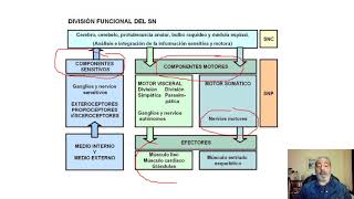 TEORICO NEUROF 69 ”Presentación Global del Sistema nervioso autónomo o SNAquot [upl. by Avehstab608]