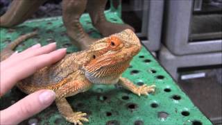 Orange Bearded Dragon [upl. by Sylvia]