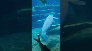 Manatee swimming seaworldorlandoyoutubeshorts shorts [upl. by Esmond239]