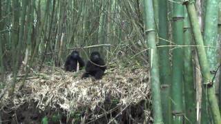 Baby Gorilla Pounds Chest [upl. by Navy463]