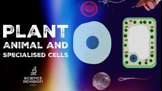 GCSE Science Biology 91  Plant and Animal Cells  Cell Specialisation [upl. by Meer335]