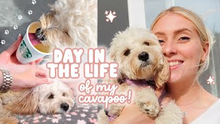 A DAY IN THE LIFE of my cavapoo 🐶 meals walks amp our routine [upl. by Addie]