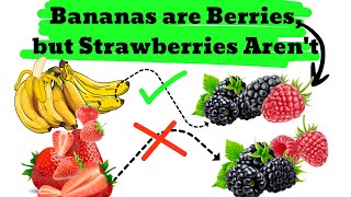 How Bananas are Berries but Strawberries Arent [upl. by Sakovich]