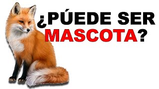 🦊 Zorro Rojo Lo que NO SABIAS sobre su DOMESTICACIÓN  Animales Salvajes [upl. by Hayifas]