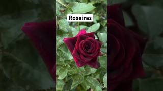 Roseiras na feira [upl. by Oisinoid860]