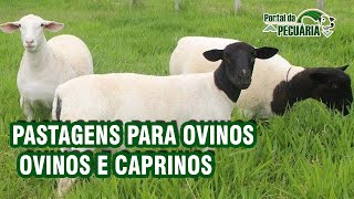 Pastagens para ovinos  ovinos e caprinos [upl. by Arayk]