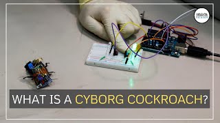 What is a Cyborg Cockroach and how can it save lives  The Hindu [upl. by Aihgn]