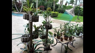 How to water Orchids Watering Routine How I water my Orchids [upl. by Yuma]